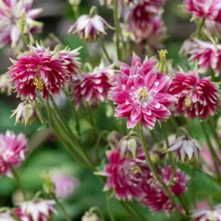 Blumensamen Historische Akeleien
