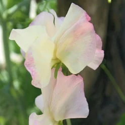 Blumensamen Historische Duftwicken