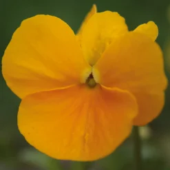 Blumensamen Historische Hornveilchen