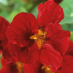 Blumensamen Historische Kapuzinerkresse