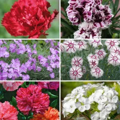 Blumensamen Historische Nelken