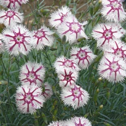 Blumensamen Historische Nelken