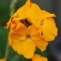 Blumensamen Historischer Goldlack