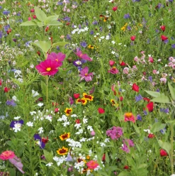 Blumensamen Mössinger Balkonkastenmischung
