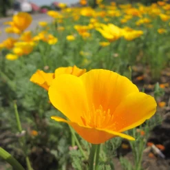 Blumensamen Samenkugeln