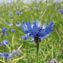 Blumensamen Samenkugeln
