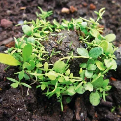 Blumensamen Samenkugeln