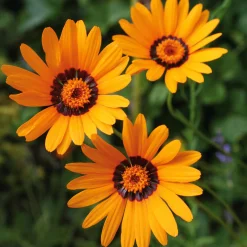 Blumensamen Seltene einjährige Blumen