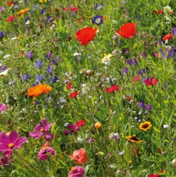 Blumensamenmischung Gönninger Sommerpracht