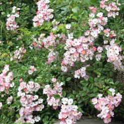 Bodendeckerrose 'Rosa Sternenflor'