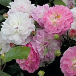 Bodendeckerrose 'Souvenir de Greuville'
