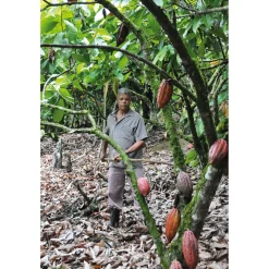 Bonnat Cacao real del Xoconuzco