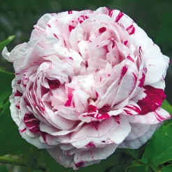 Bourbonrose 'Variegata di Bologna'