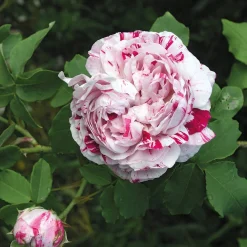 Bourbonrose 'Variegata di Bologna'