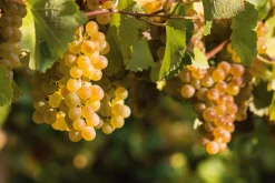 Champagner Blanc de Blancs