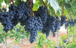 Crémant de Bourgogne Rosé, Parigot & Richard