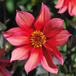 Dahlienmischung Bienenweide Beet