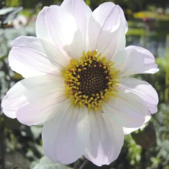 Dahlienmischung Bienenweide Beet