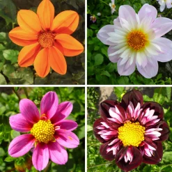 Dahlienmischung Bienenweide