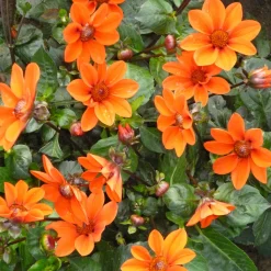 Dahlienmischung Bienenweide