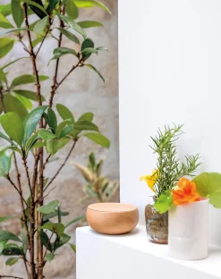 Deckeldose Massivholz