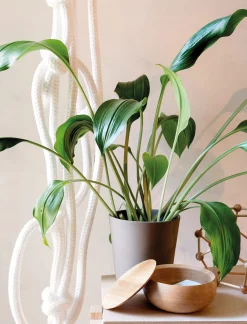 Deckeldose Massivholz