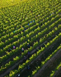 Dittelsheim Chardonnay