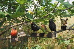 Dompfaff Lindenholz handgeschnitzt
