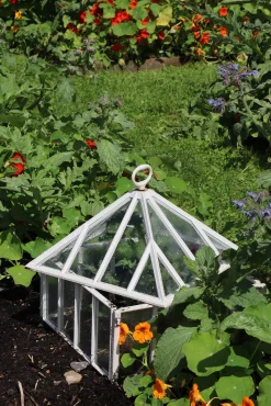 Englische Frühbeetglocke