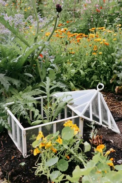 Englische Frühbeetglocke