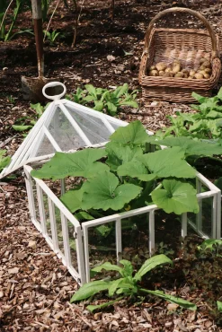 Englische Frühbeetglocke