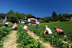 Erdbeer-Fruchtaufstrich aus Südtirol