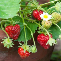 Erdbeerpaket Balkon-Erdbeeren