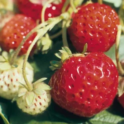 Erdbeer-Probierpaket No. 1