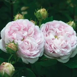 Gallische Rose 'Duchesse de Montebello'