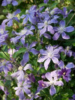 Ganzblättrige Waldrebe 'Arabella'