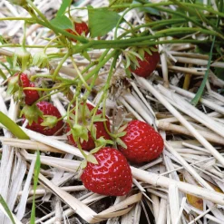 Gartenerdbeere 'Mara des Bois'
