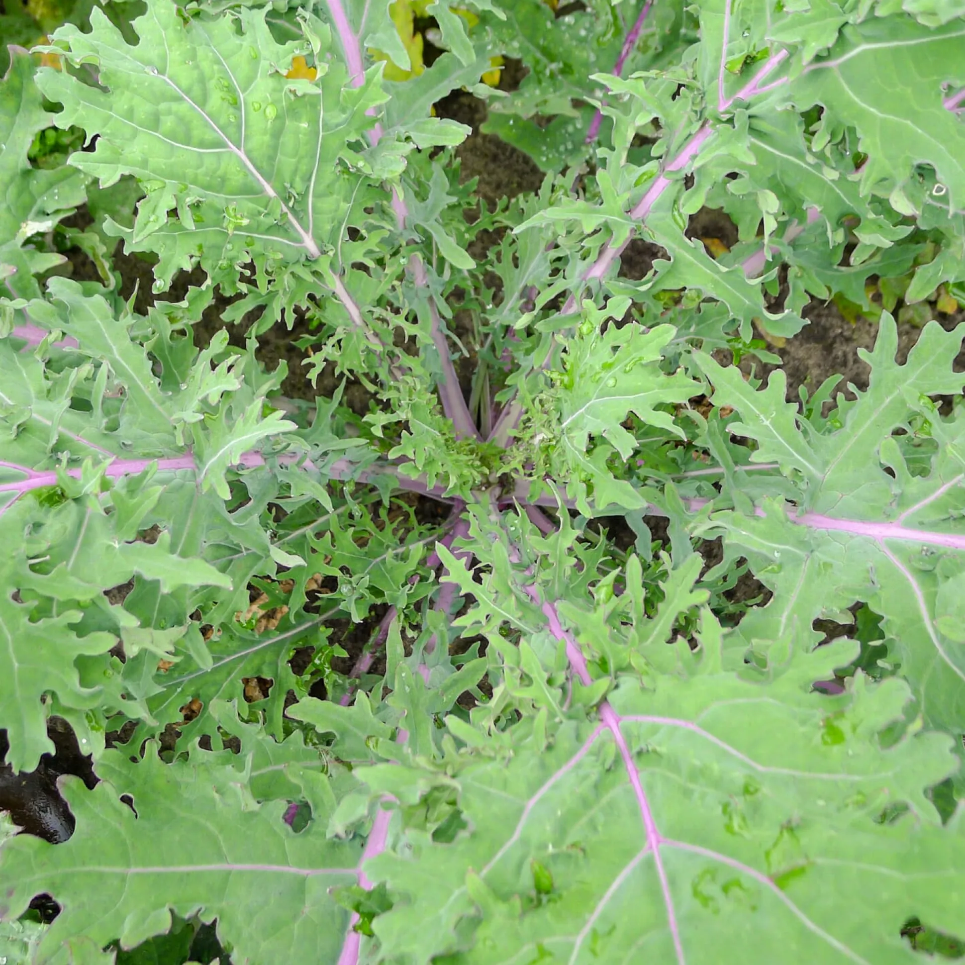 Gemüsejungpflanzen für das Hochbeet Set 1 und 2