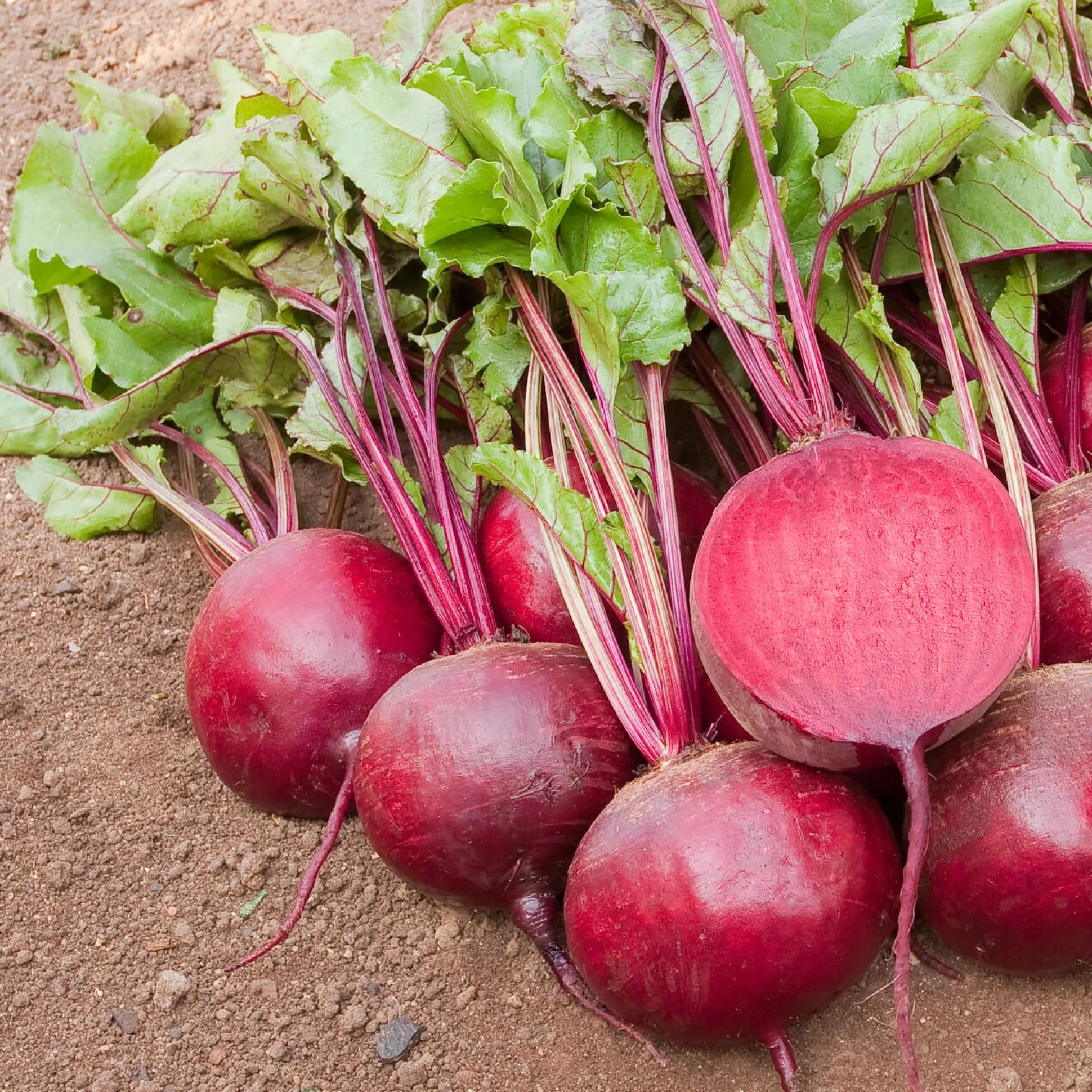 Gemüsejungpflanzen für das Hochbeet Set 1 und 2