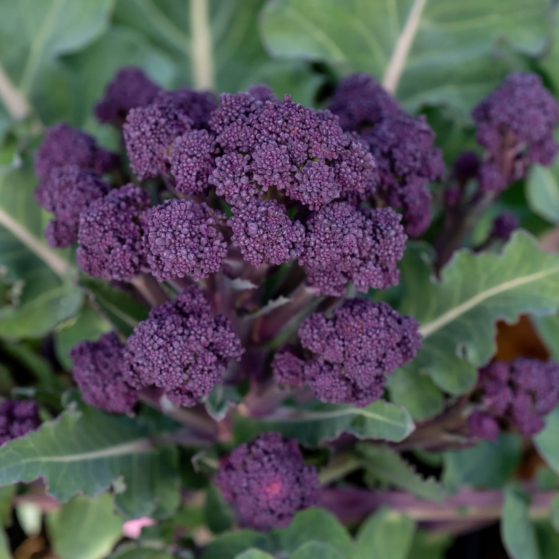 Gemüsejungpflanzen für das Hochbeet Set 1 und 2