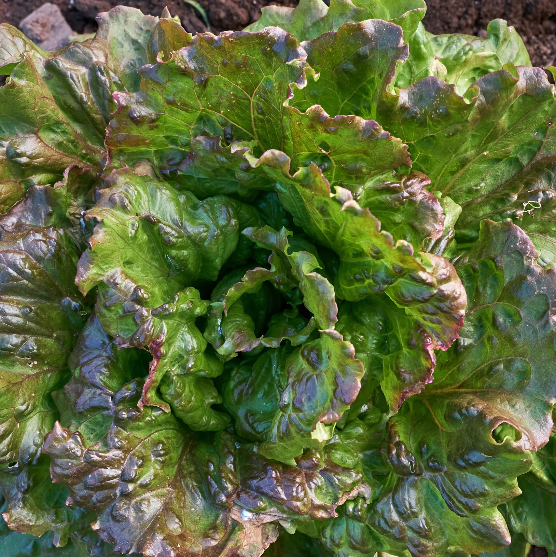 Gemüsejungpflanzen für das Hochbeet Set 1 und 2