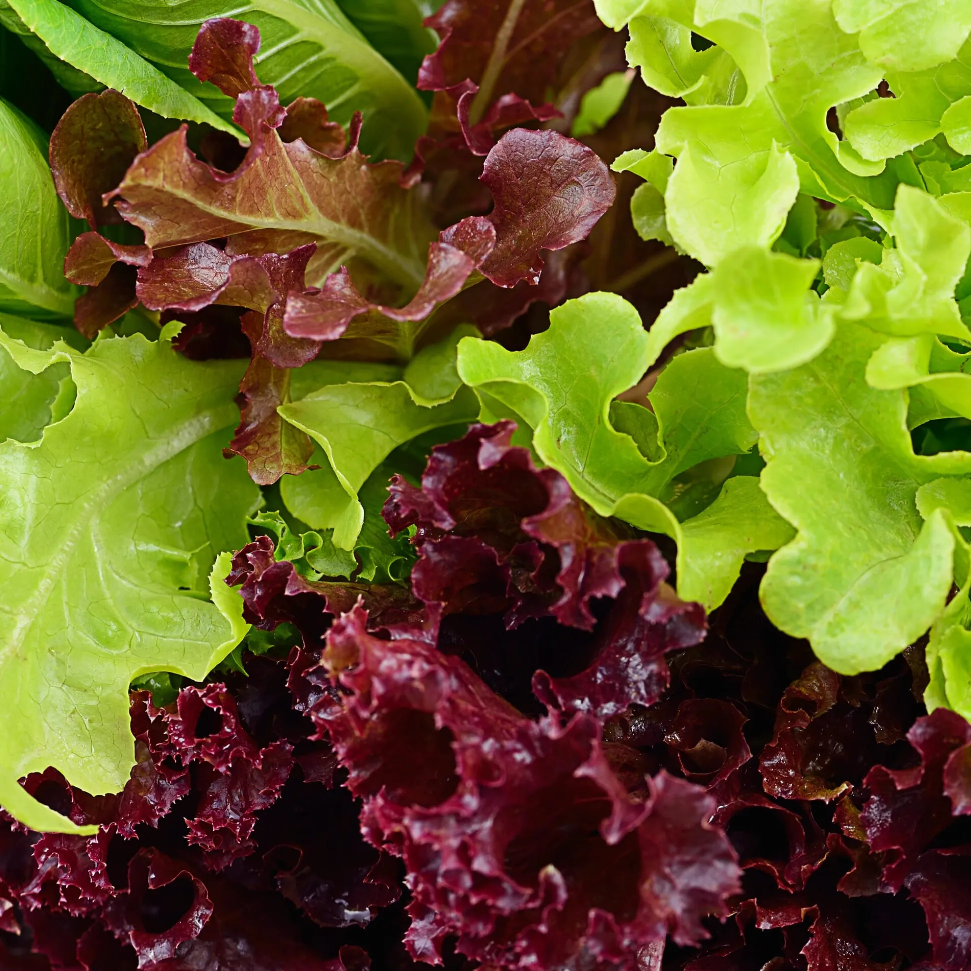 Gemüsejungpflanzen für das Hochbeet Set 1 und 2