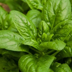 Gemüsejungpflanzen für das Hochbeet Set 1 und 2