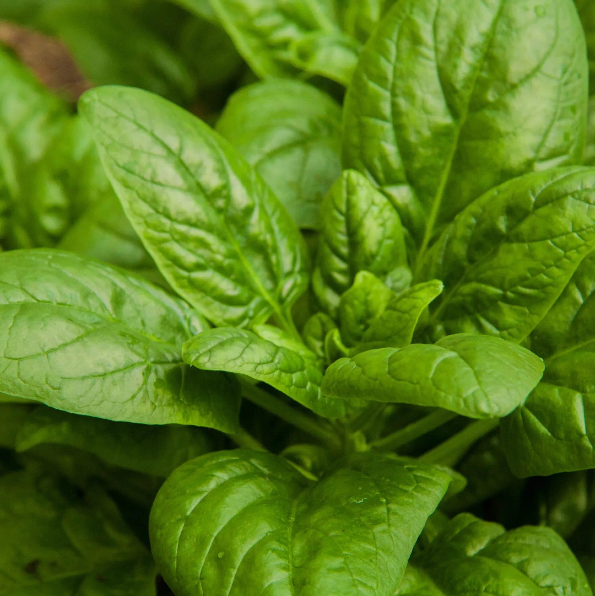 Gemüsejungpflanzen für das Hochbeet Set 1 und 2