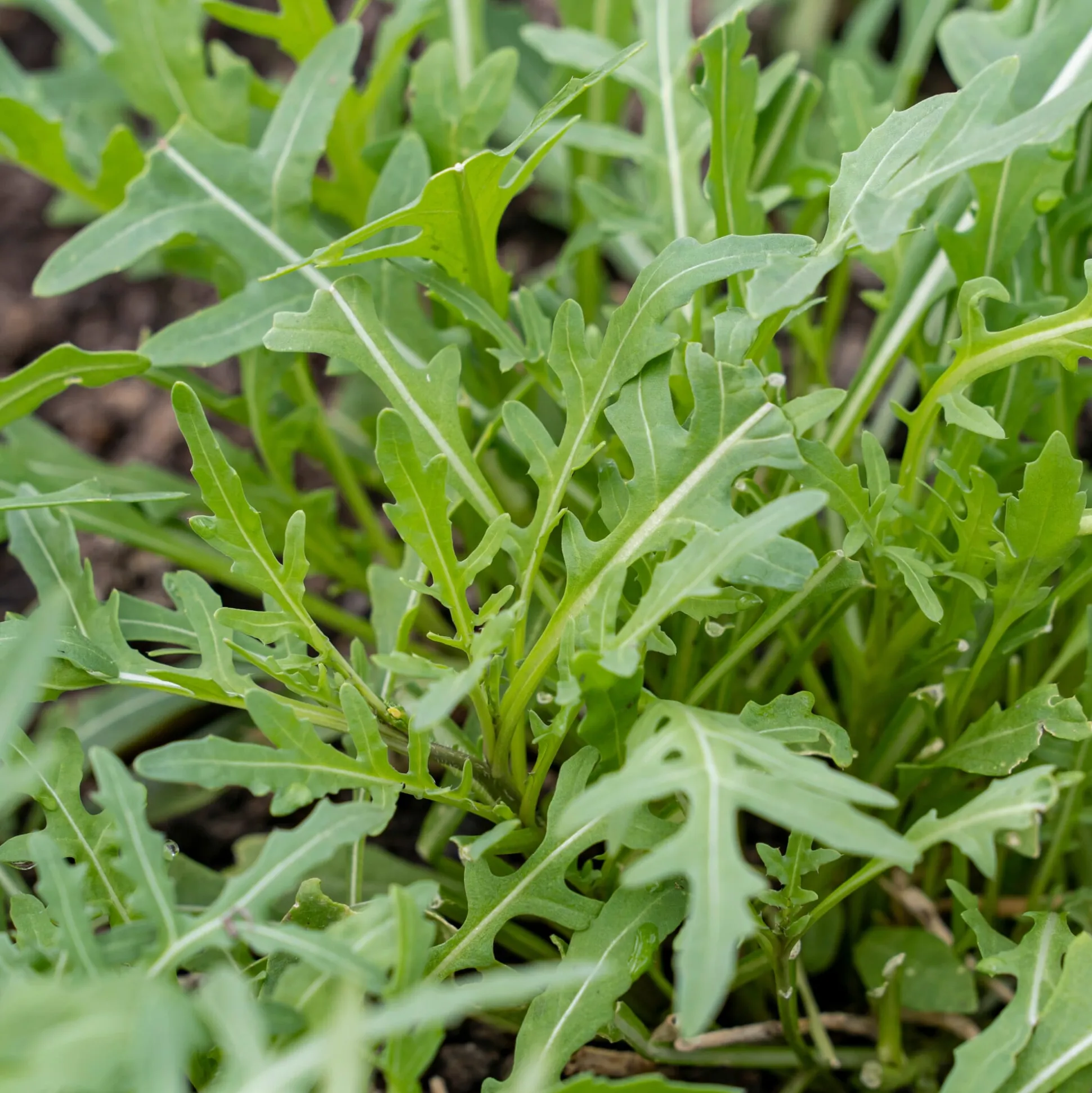 Gemüsejungpflanzen für das Hochbeet Set 1 und 2