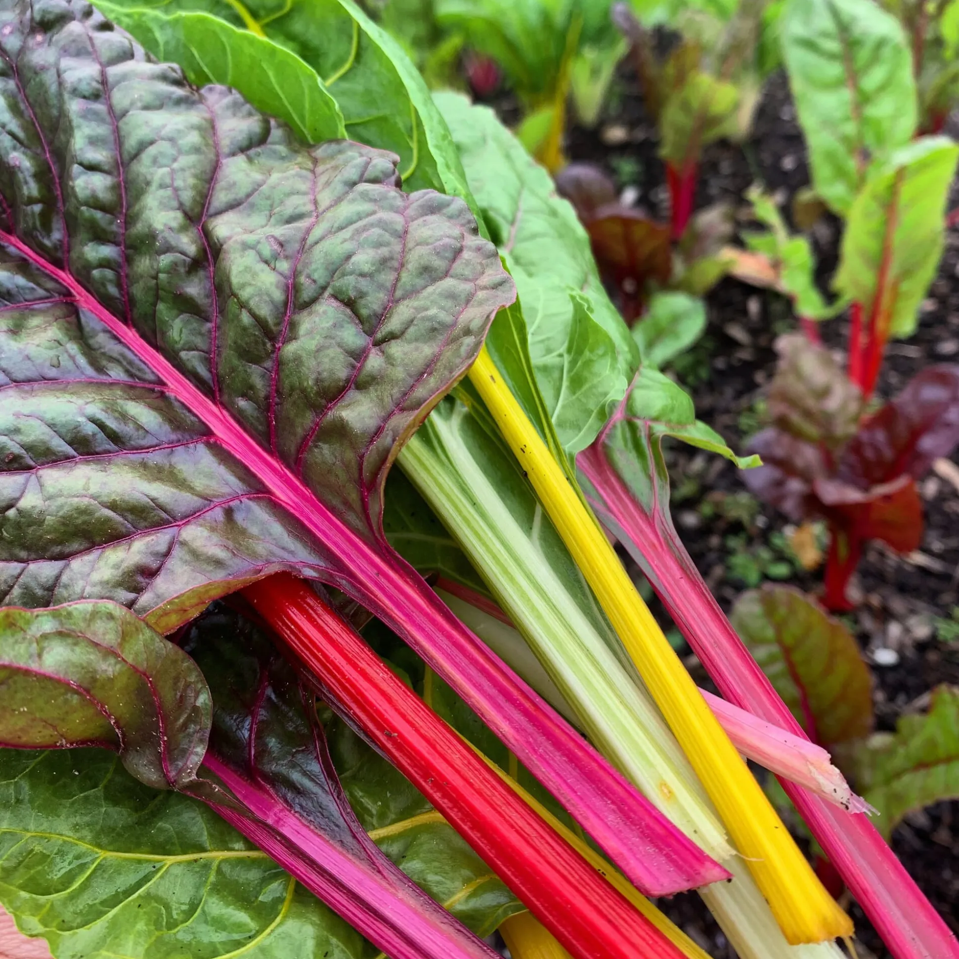 Gemüsejungpflanzen für das Hochbeet Set 1 und 2