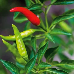 Gemüsesamen Asiatische Gemüse