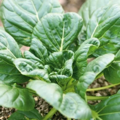 Gemüsesamen Asiatische Gemüse