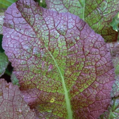 Gemüsesamen Asiatische Gemüse