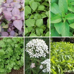 Gemüsesamen Asiatische Kräuter